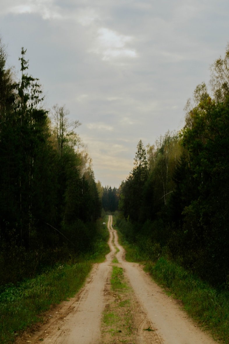 Forest road